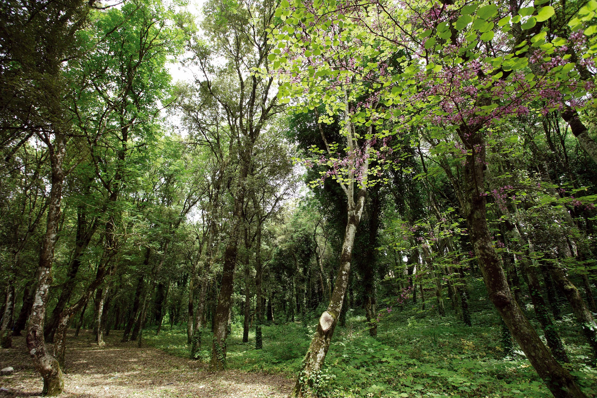 Sorpresi dai Carabinieri nel bosco con 12 quintali di legna. Sindaca Toscano: “Appureremo i danni”