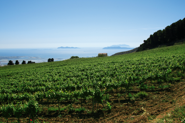 Approvata dal Consiglio comunale la mozione a sostegno del settore vitivinicolo trapanese
