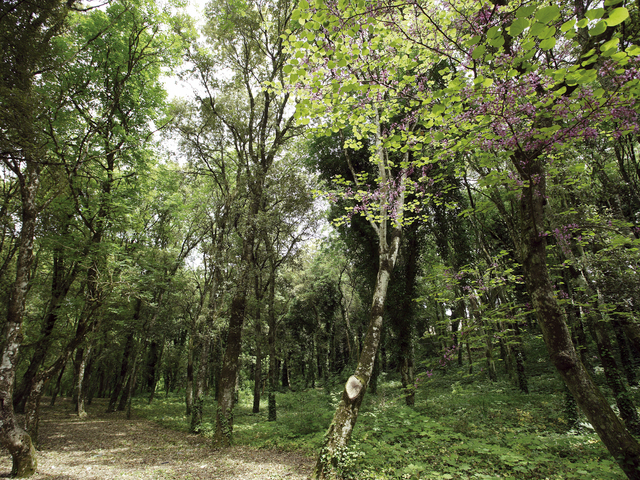 Dichiarato ammissibile per il finanziamento il progetto di valorizzazione naturalistica del Bosco Sacro e del Giardino del Balio di Erice