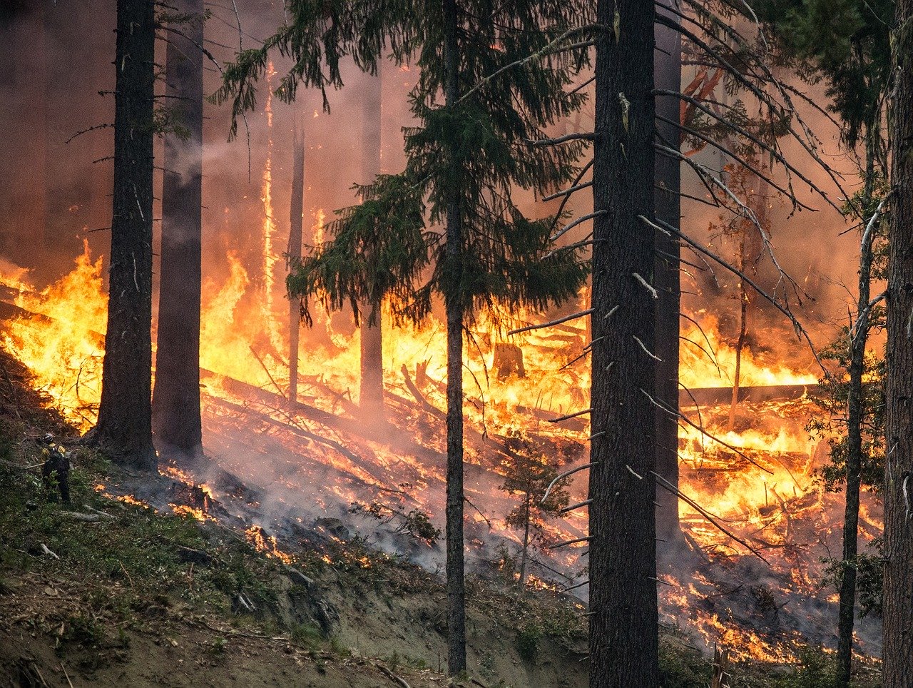 Scaduta la proroga della pulizia dei terreni prevista dall'Ordinanza sindacale n.56 del 4 maggio scorso. L'inosservanza delle regole sarà sanzionata