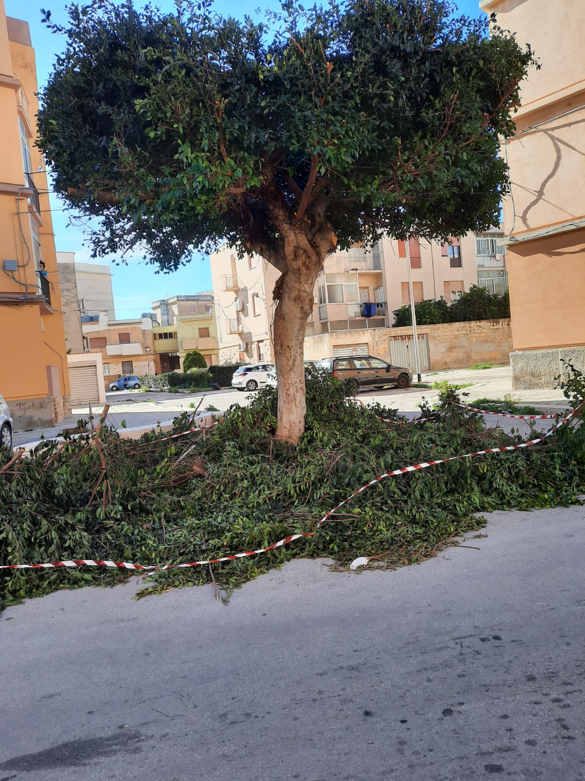 Al via la potatura degli alberi nel territorio ericino