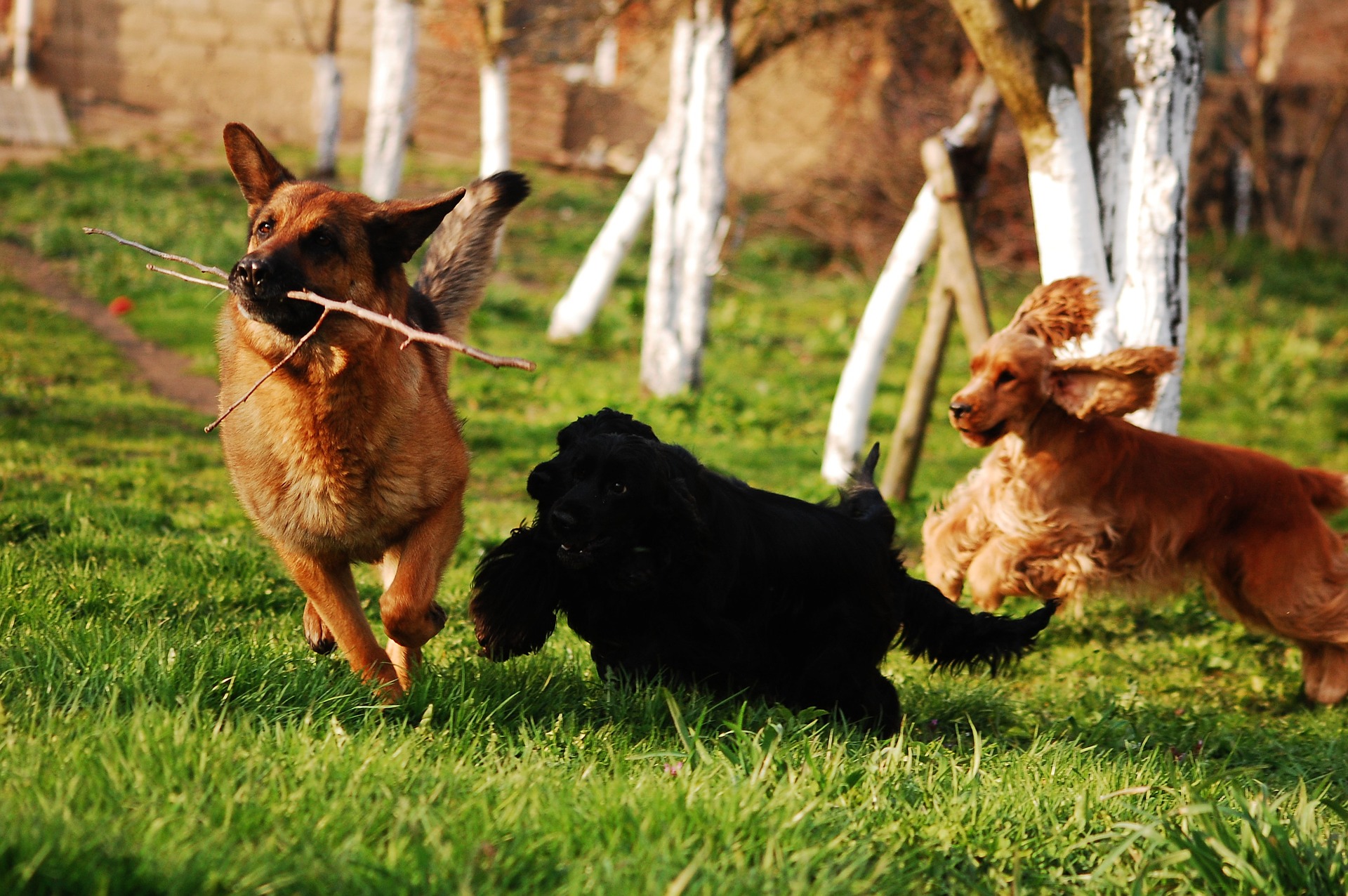 Manifestazione di interesse per la ricerca di un gestore dell’area di sgambamento dei cani presso la Cittadella della Salute