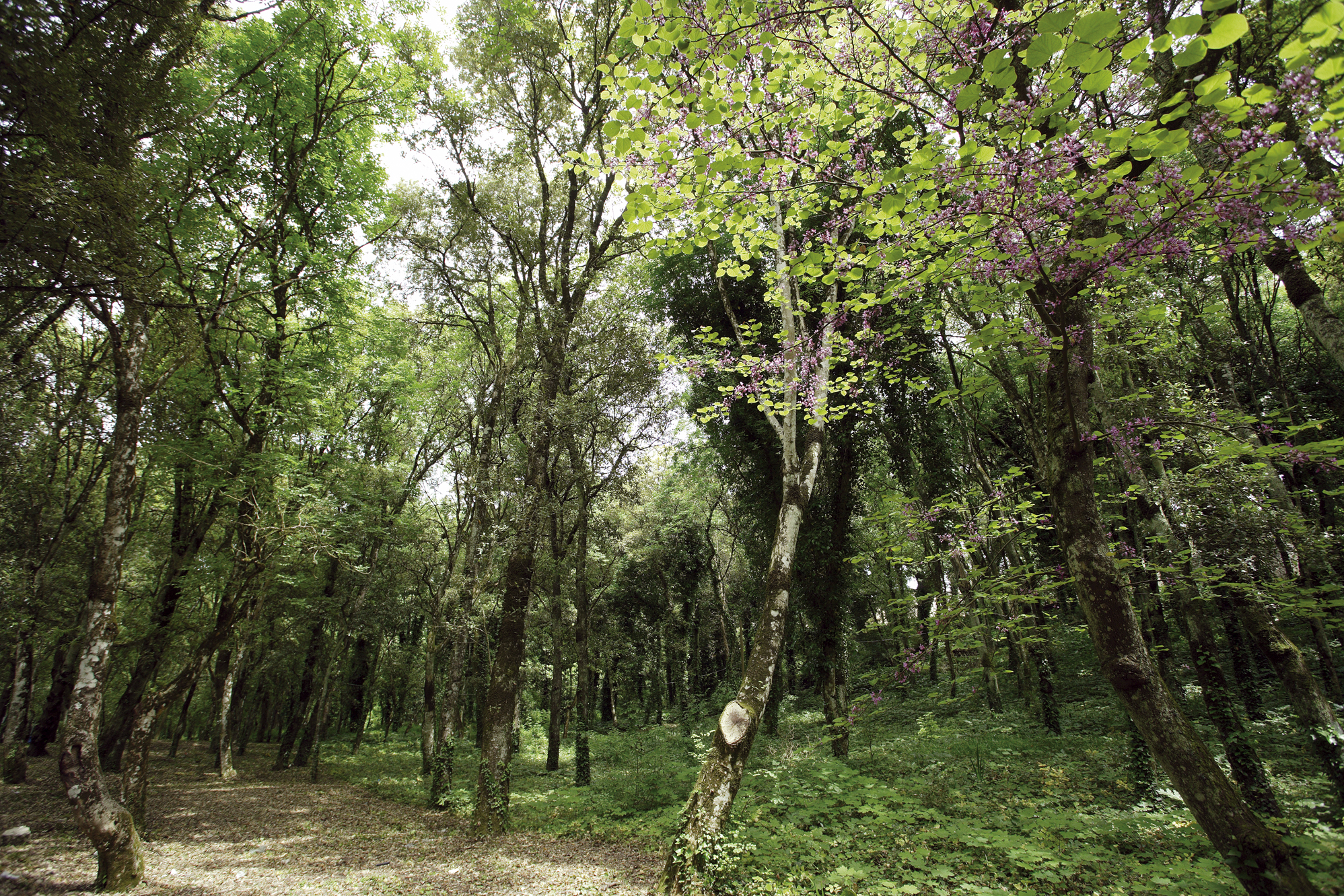 Il Comune di Erice aderisce alla marcia per il bosco di San Matteo