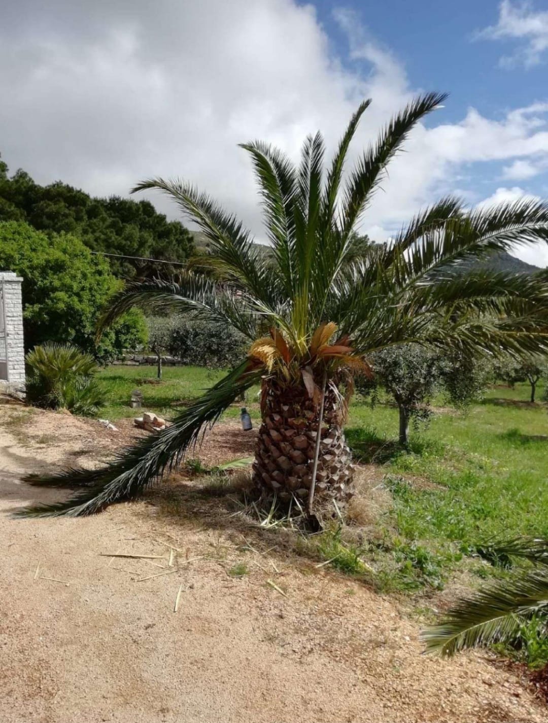 Atti vandalici in localita’ piano guastella su palme in terreni privati – la preoccupazione del sindaco di erice daniela toscano